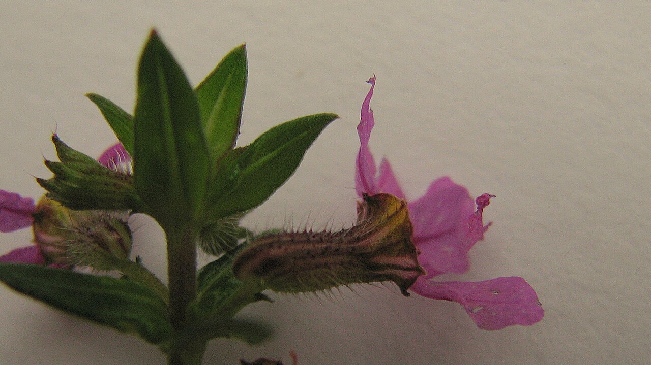 Cuphea antisyphilitica: Cuphea sessilifolia Mart.