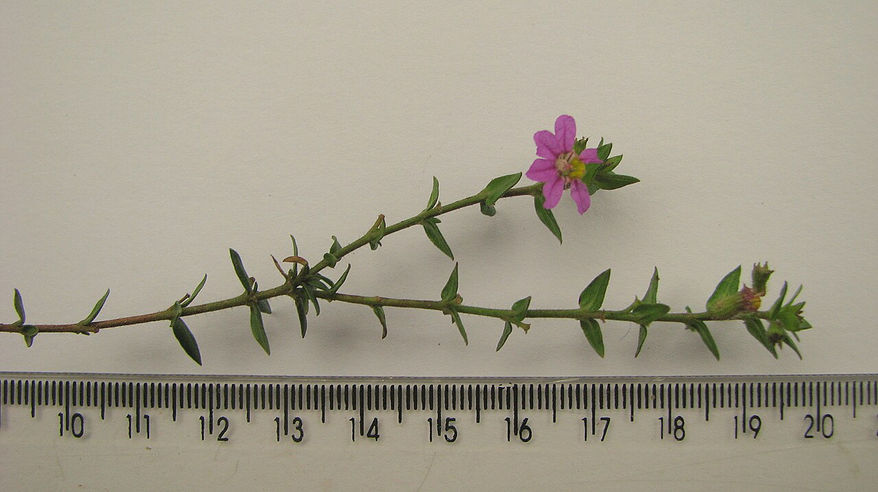 Cuphea antisyphilitica: Cuphea sessilifolia Mart.