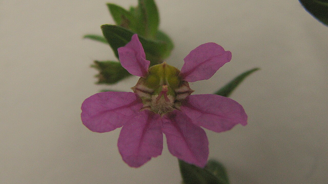 Cuphea antisyphilitica: Cuphea sessilifolia Mart.