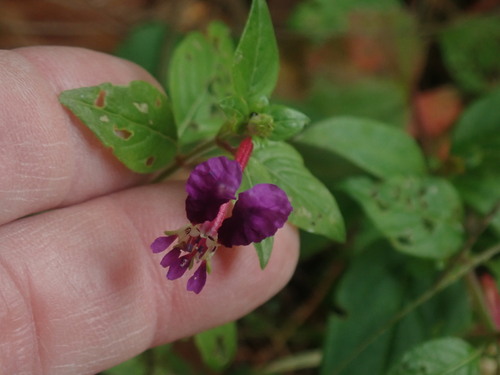 Cuphea calaminthifolia (Cuphea calaminthifolia)