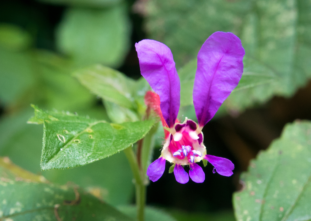 Cuphea calaminthifolia (Cuphea calaminthifolia)