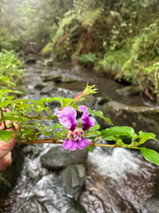 Cuphea calaminthifolia (Cuphea calaminthifolia)