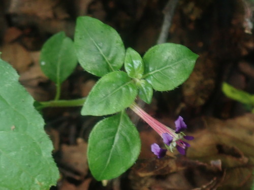 Cuphea calaminthifolia (Cuphea calaminthifolia)
