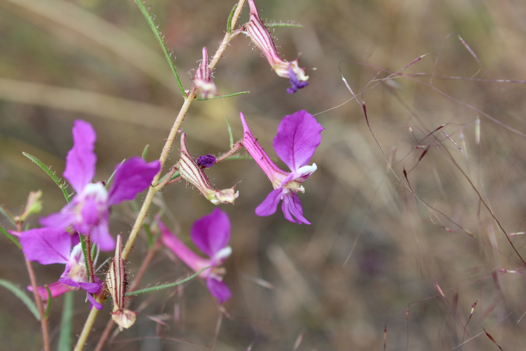 Cuphea calcarata (Cuphea calcarata)