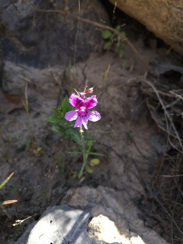 Cuphea calcarata (Cuphea calcarata)