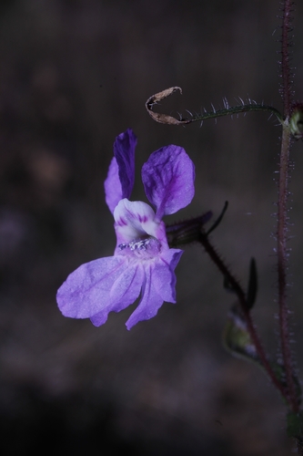 Cuphea calcarata (Cuphea calcarata)