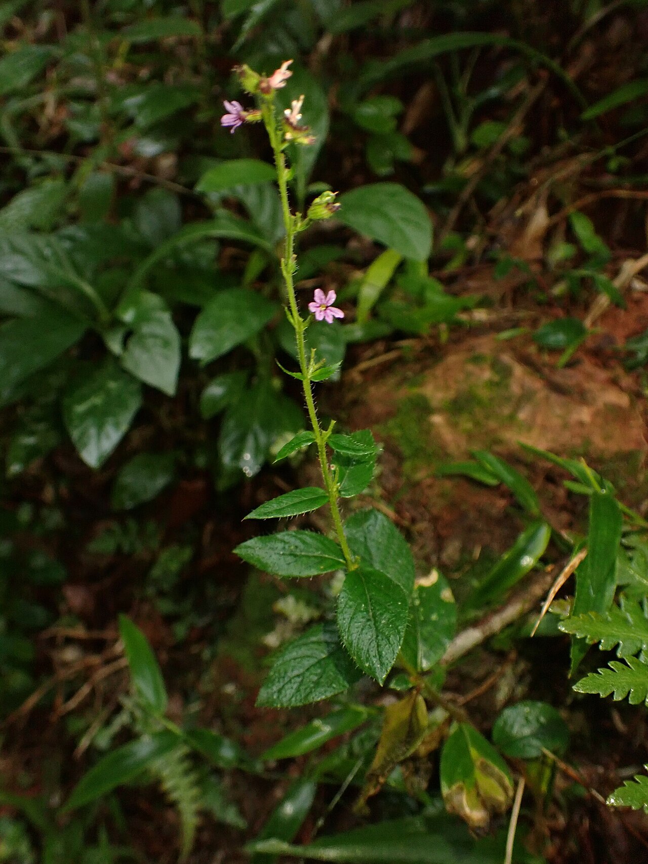 Cuphea calophylla: Cuphea calophylla in Brazil