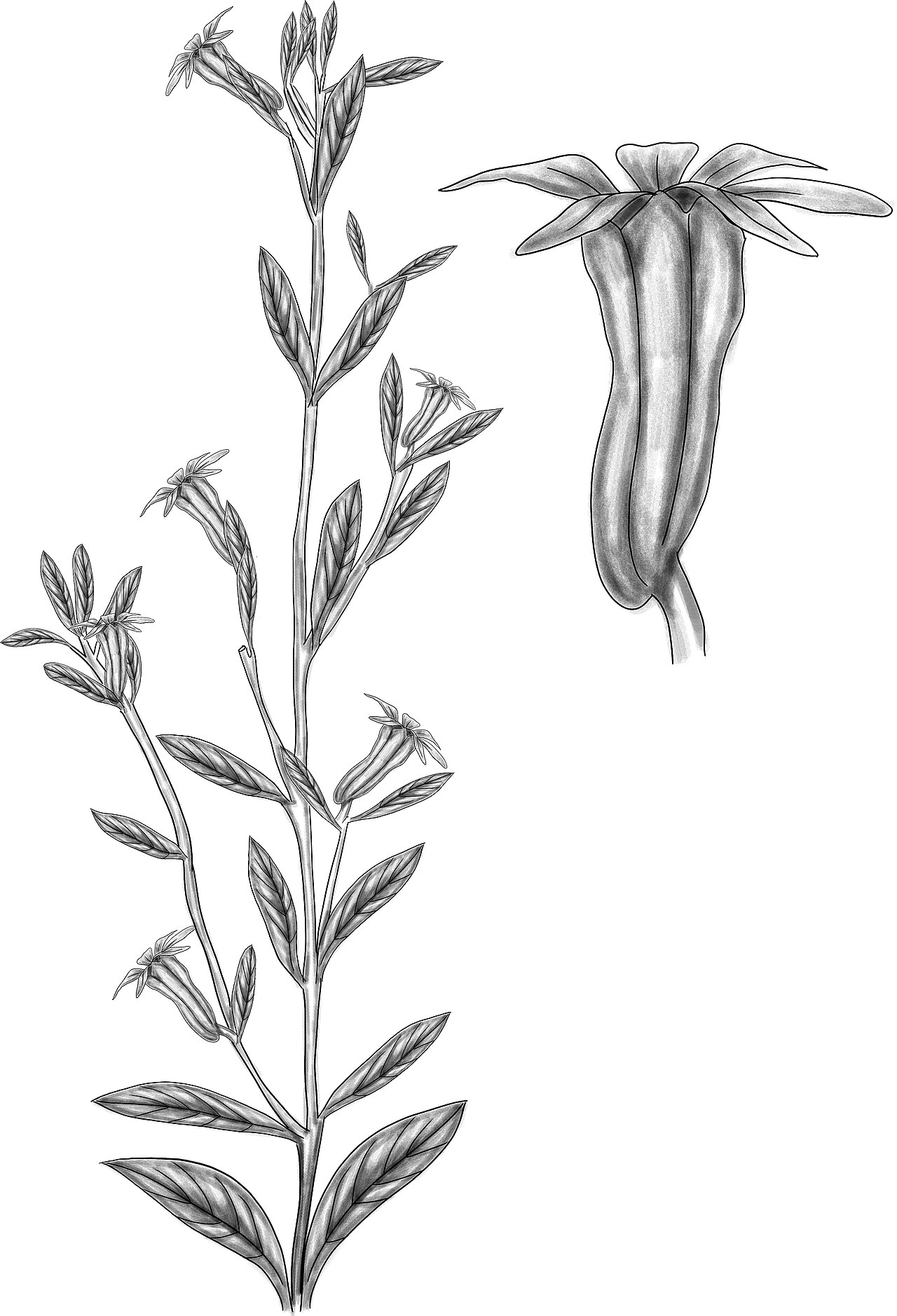 Cuphea campylocentra: Cuphea campylocentra BYN