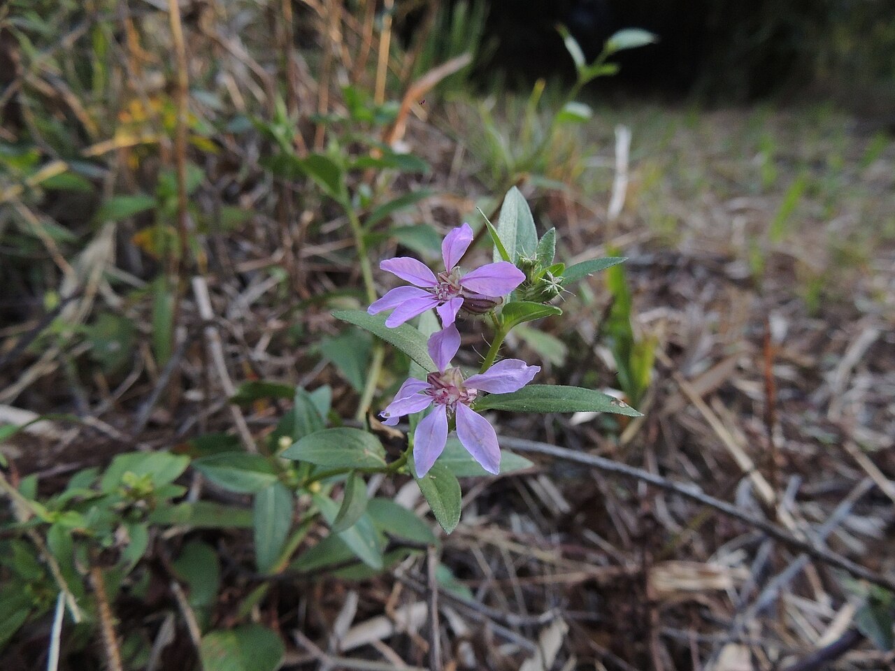 Cuphea campylocentra: Cuphea campylocentra in Argentina