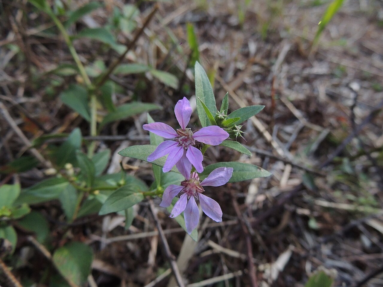 Cuphea campylocentra: Cuphea campylocentra in Argentina