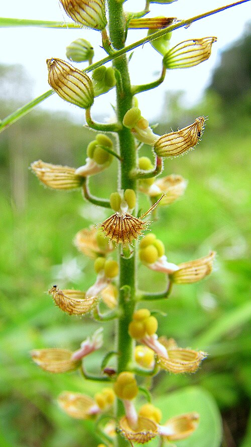 Cuphea circaeoides: Cuphea circaeoides Sm. ex Sims