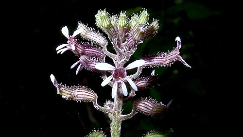 Cuphea circaeoides: Cuphea circaeoides Sm. ex Sims