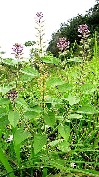 Cuphea circaeoides: Cuphea circaeoides Sm.