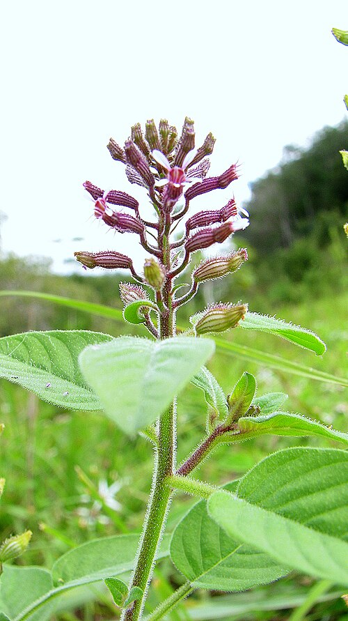 Cuphea circaeoides: Cuphea circaeoides Sm.