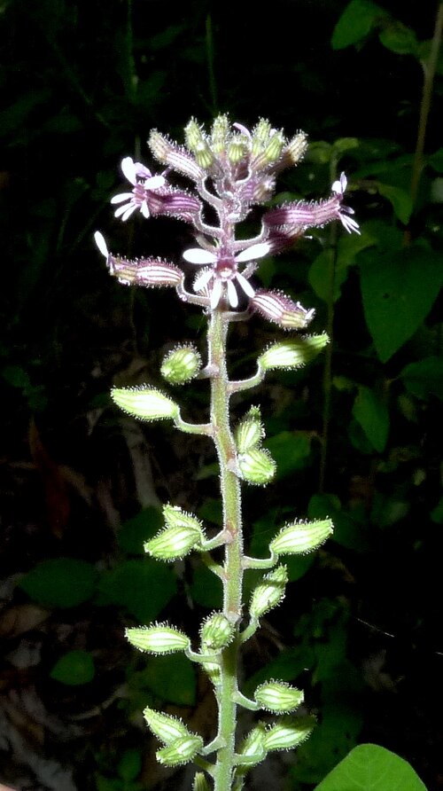 Cuphea circaeoides: Cuphea circaeoides Sm. ex Sims