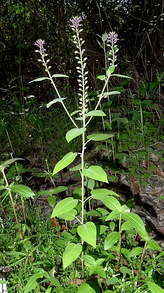 Cuphea circaeoides: Cuphea circaeoides Sm. ex Sims