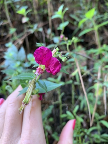 Cuphea cordata (Cuphea cordata)