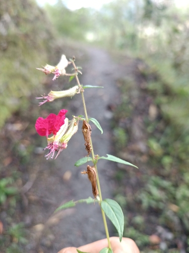 Cuphea cordata (Cuphea cordata)