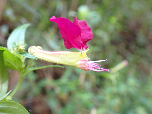 Cuphea cordata (Cuphea cordata)