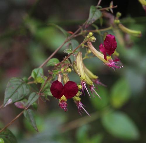 Cuphea cordata (Cuphea cordata)