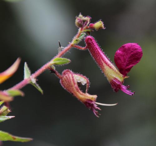 Cuphea cordata (Cuphea cordata)