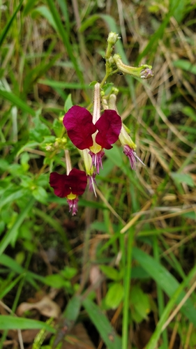 Cuphea cordata (Cuphea cordata)