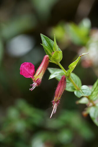 Cuphea cordata (Cuphea cordata)