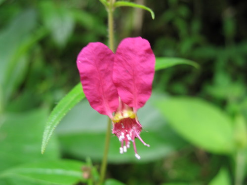 Cuphea cordata (Cuphea cordata)