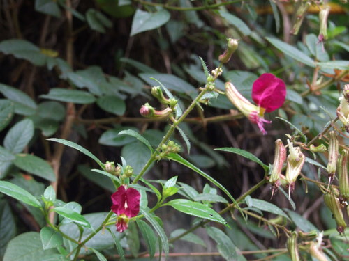 Cuphea cordata (Cuphea cordata)