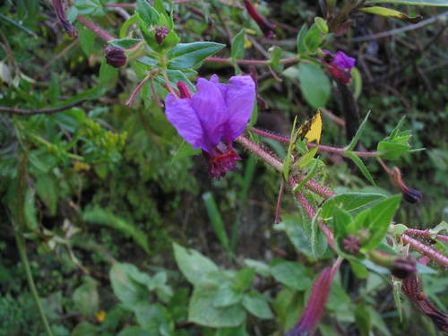 Cuphea cordata (Cuphea cordata)
