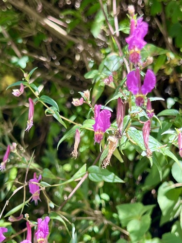 Cuphea cordata (Cuphea cordata)