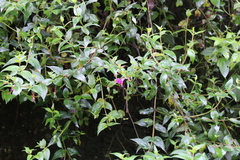 Cuphea cordata (Cuphea cordata)