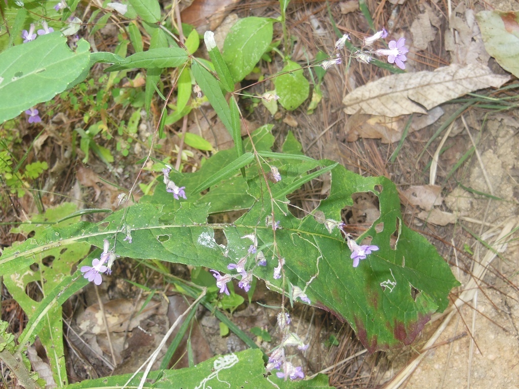 Cuphea empetrifolia (Cuphea empetrifolia)