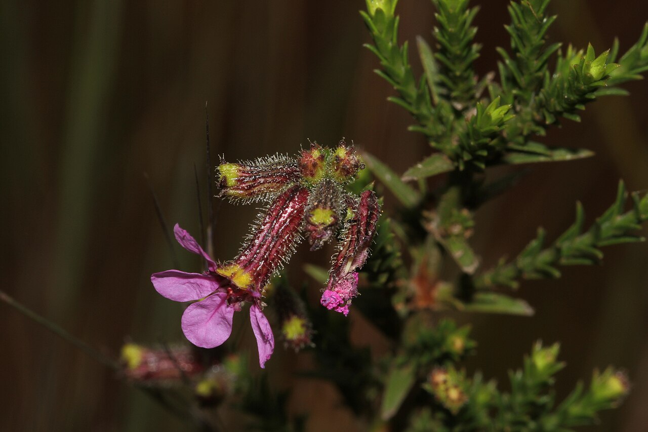 Cuphea ericoides: Cuphea ericoides, Caminho para campos rupestres. Diamantina - MG, 2023-01-20 (iNaturalist).