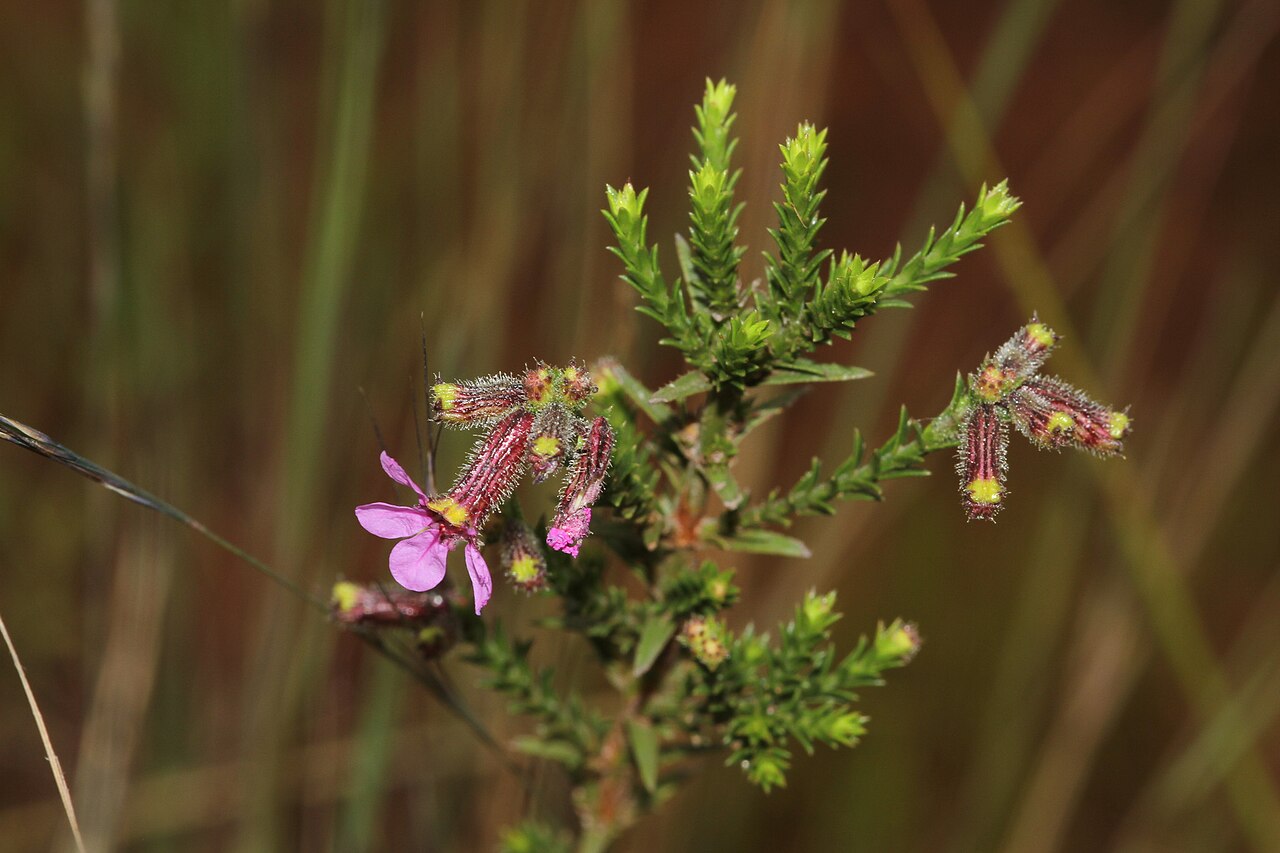 Cuphea ericoides: Cuphea ericoides, Caminho para campos rupestres. Diamantina - MG, 2023-01-20 (iNaturalist).