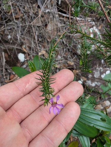 Cuphea ericoides (Cuphea ericoides)