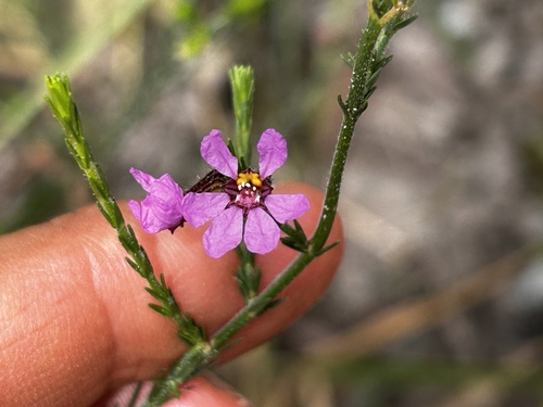 Cuphea ericoides (Cuphea ericoides)