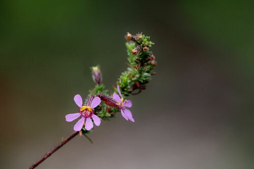 Cuphea ericoides (Cuphea ericoides)