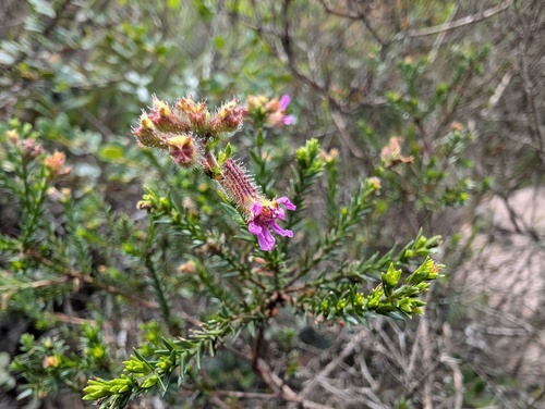 Cuphea ericoides (Cuphea ericoides)