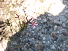 Cuphea ericoides (Cuphea ericoides)