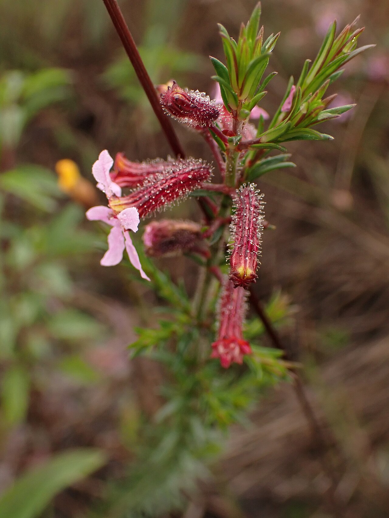Cuphea ericoides: Cuphea ericoides, Morro do Pilar - State of Minas Gerais, 35875-000, Brazil, 2025-05-08 (iNaturalist).