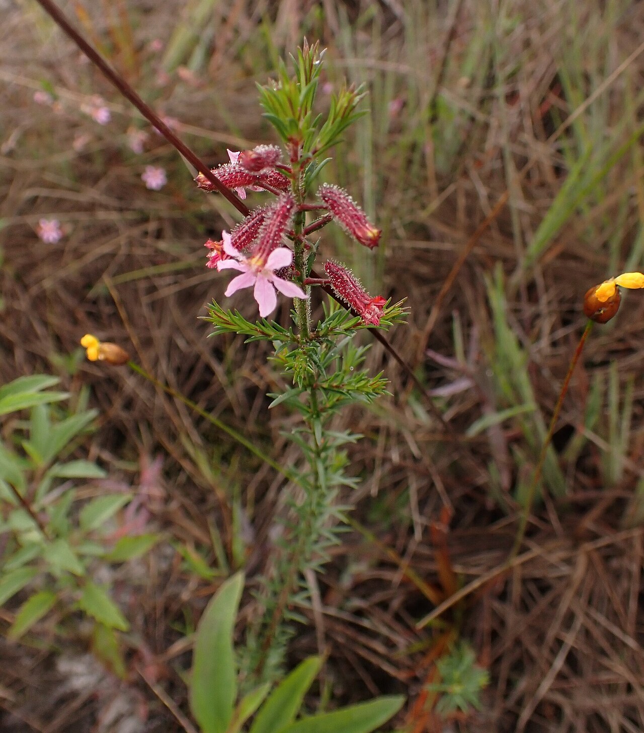 Cuphea ericoides: Cuphea ericoides, Morro do Pilar - State of Minas Gerais, 35875-000, Brazil, 2025-05-08 (iNaturalist).