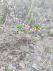 Cuphea ericoides (Cuphea ericoides)