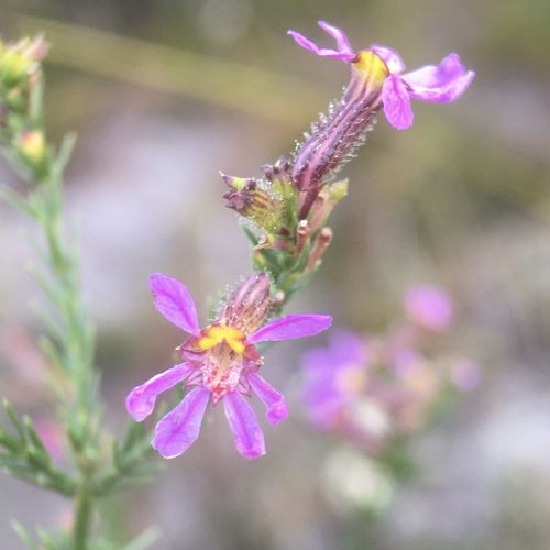 Cuphea ericoides (Cuphea ericoides)