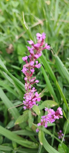 Cuphea ferrisiae (Cuphea ferrisiae)