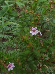 Cuphea ferruginea (Cuphea ferruginea)