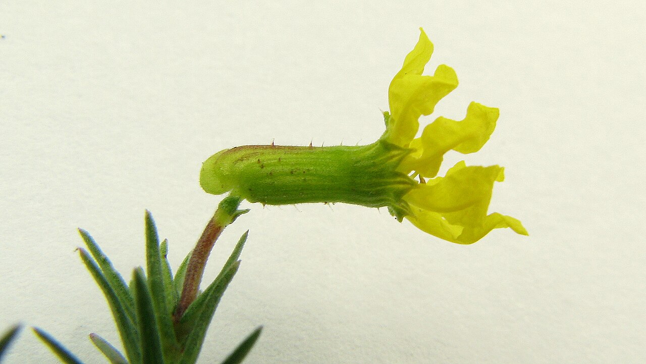 Cuphea flava: Cuphea flava Spreng. var. flava