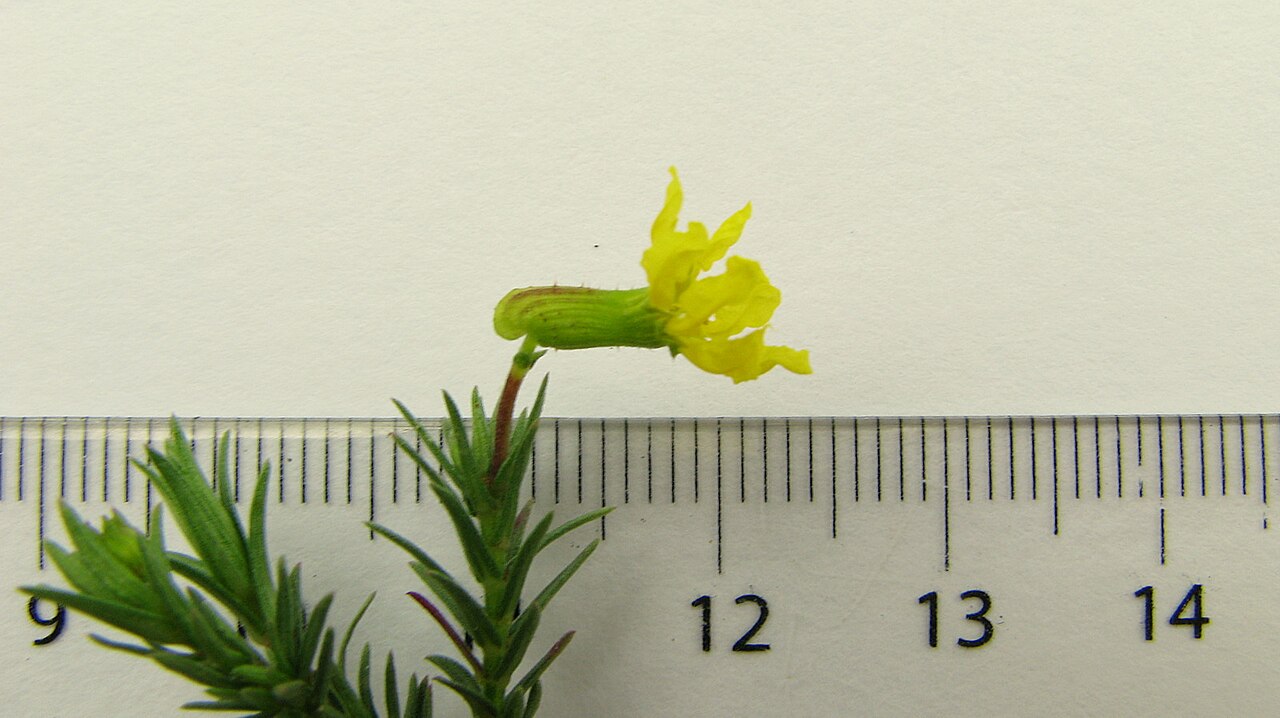 Cuphea flava: Cuphea flava Spreng. var. flava