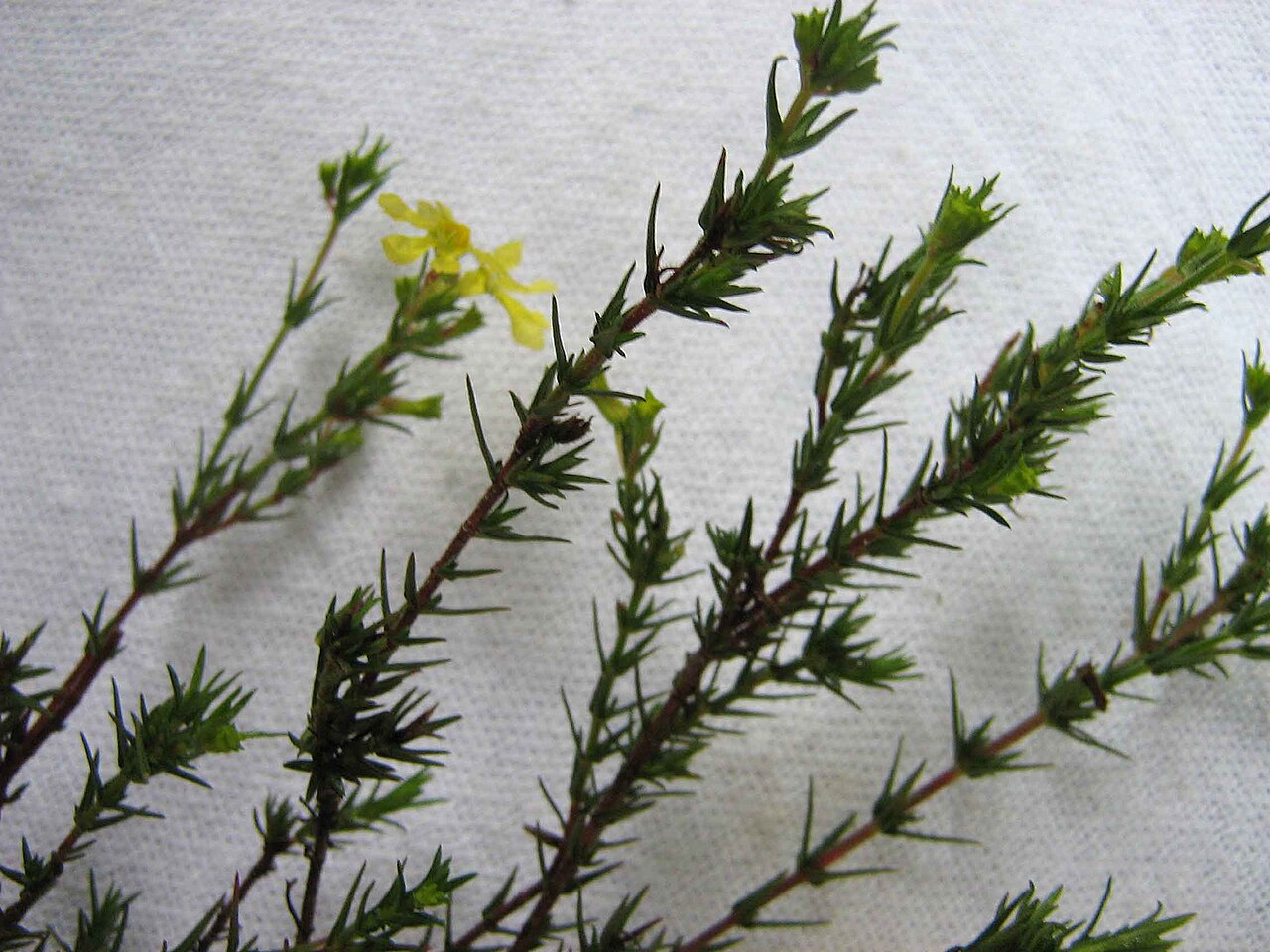 Cuphea flava: Cuphea flava Spreng. var. flava