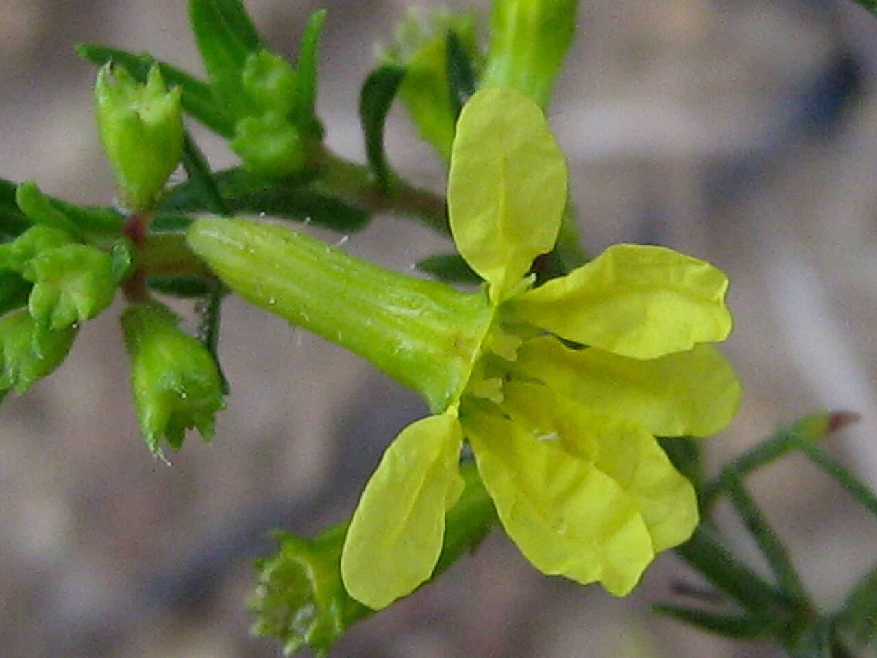 Cuphea flava: Cuphea flava Spreng. var. flava